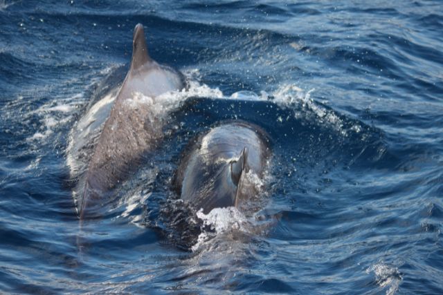 dolphins and whales watching